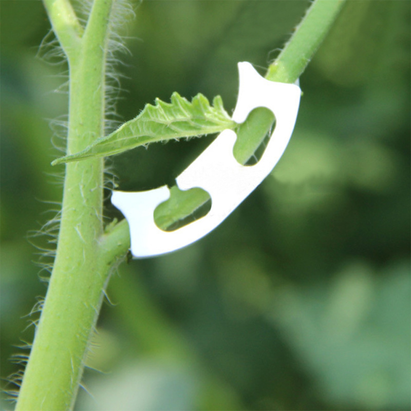 50/100pcs Botany-stem Vine Str - Gardening Tools Bundle review and price